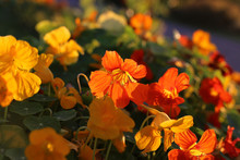 Bright Orange Nasturtium Flowers