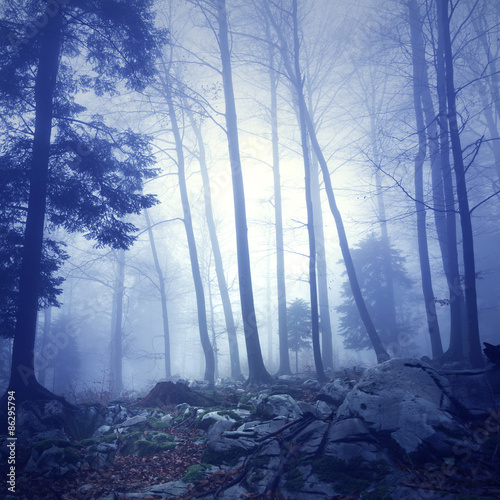 Mystic Blue Color Dark Foggy Forest Background With Fantasy Light Picture Was Taken In South East Slovenia Europe Buy This Stock Photo And Explore Similar Images At Adobe Stock Adobe Stock Mystic Blue Color Dark Foggy Forest Background With Fantasy Light Picture Was Taken In South East Slovenia Europe Buy This Stock Photo And Explore Similar Images At Adobe Stock Adobe Stock