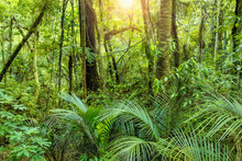 Lush Green Tropical Jungle Background With The Warm Sun Shining Through