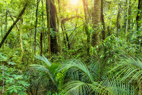 lush-green-tropical-jungle-tlo-z-cieplym-sloncu-swieci-przez