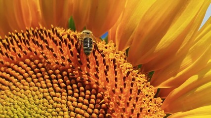 Wall Mural - sunflower and bee,macro