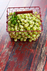 Wall Mural - gooseberry