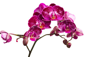Fotomurales - Beautiful orchid on white background 
