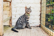 © ysbrandcosijn - Alert striped grey tabby cat sitting watching