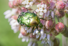 Chafer Beetle On A Milkweed Flower