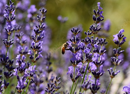 Obraz w ramie Lavender with bee