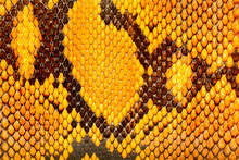 Yellow  Python  Leather, Skin Texture For Background.