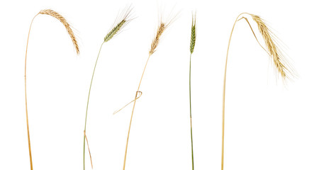 Wall Mural - five ears of cereals isolated on white