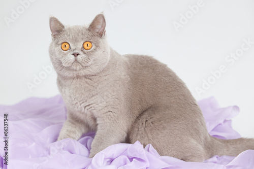 British Shorthair Grey Cat With Big Wide Open Orange Eyes Isolated