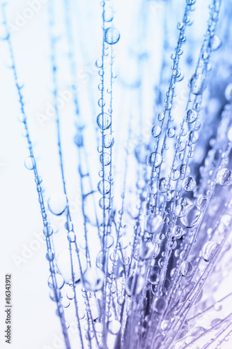 Obraz w ramie Abstract macro photo of plant seeds with water drops.