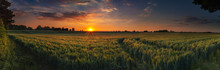 Panoramic Sunset Over A Ripening Wheat Field