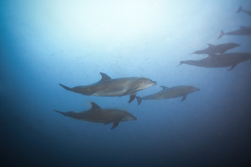 Dolphins swimming together view under the water