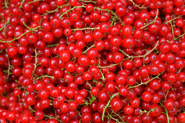 Wall Mural - Redcurrant