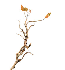 dry branch
