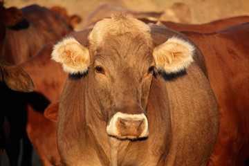 Wall Mural - Portrait of a cow in late afternoon light