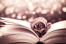 Red Rose On The Open Book On Bokeh Background In Vintage Color F