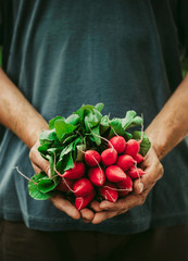 Wall Mural - Farmer with vegetables