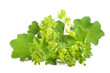 Lady's Mantle isolated on white