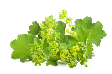 Sticker - Lady's Mantle isolated on white