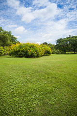 Green summer park garden.