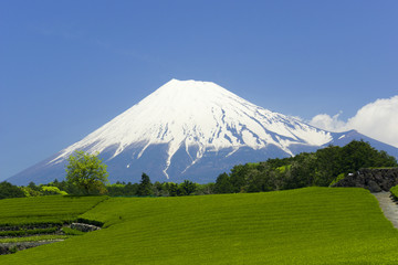 Wall Mural - 茶畑と富士山