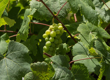 Green Grape, Vitis, Arbor Vine In Napa Valley California