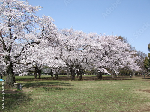 桜が咲く春の代々木公園 中央広場付近 Yoyogi Park Central Field Stock Photo Adobe Stock 桜が咲く春の代々木公園 中央広場付近 Yoyogi Park Central Field Stock Photo Adobe Stock