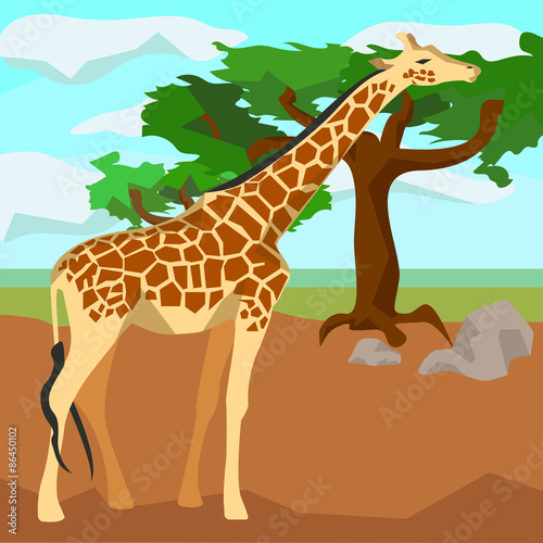 Photo Giraffe on background trees, animals and nature