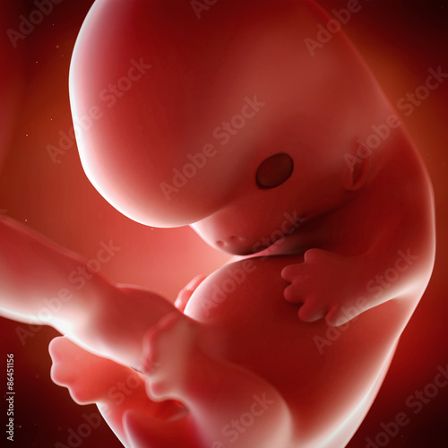 Obraz w ramie medical accurate 3d illustration of a fetus week 8