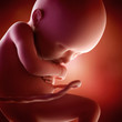 medical accurate 3d illustration of a fetus week 36