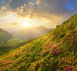Wall Mural - flowers in summer mountains