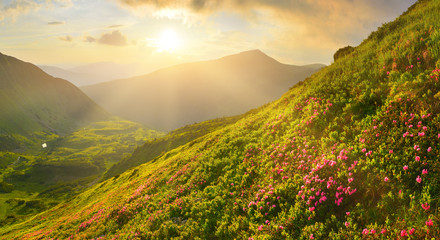 Wall Mural - rosebay in sunset mountains