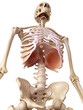 medical accurate illustration of the diaphragm