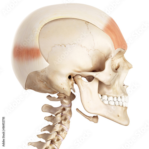 Fototapeta na wymiar medical accurate illustration of the frontalis