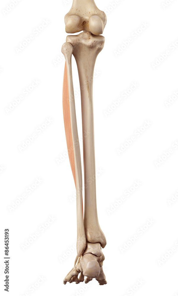 medical accurate illustration of the extensor digitorum longus Stock ...