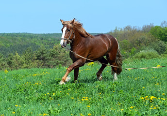 Poster - Horse