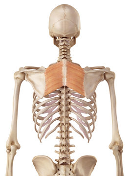 medical accurate illustration of the rhomboid muscles