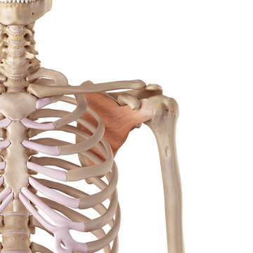 medical accurate illustration of the subscapularis