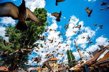 Canvas Print - Old square with flying pigeons in Sarajevo