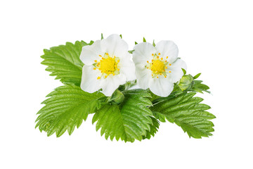 flowers of wild strawberry