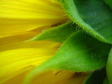 Fototapeta Tulipany - Sunflower