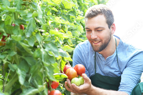Fotografía Gärtner in einem Gewächshaus prüft seine Tomatenpflanzen, Anbau von Gemüse in de