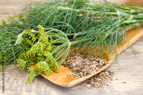 Cuadros en Lienzo dill and seeds on a wooden spoon