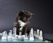 kitten looking at glass chess board with  pieces