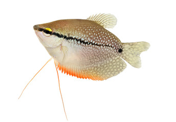 Canvas Print - Pearl gourami Trichopodus leerii freshwater aquarium fish
