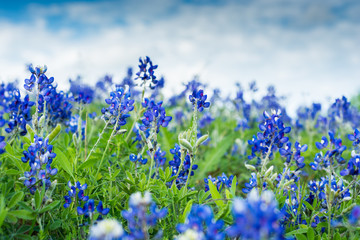 Texas Blue Bonnets