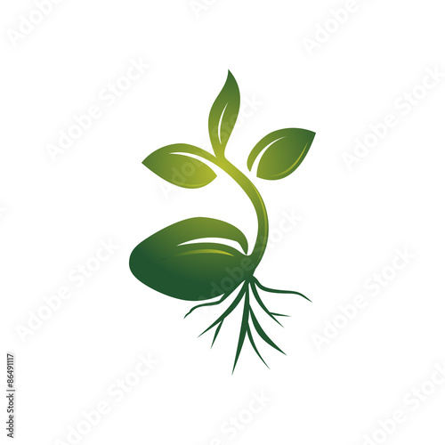Fotografie, Obraz Realistic Sprout Seed Grow Vector Illustration