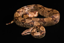 Boa Constrictors  Isolated On Black Background