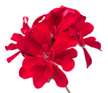 Red Geranium