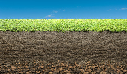 Wall Mural - grass with roots and soil